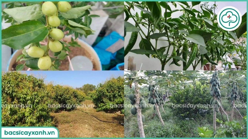 Phản hồi của bà con nông dân sau khi sử dụng BS16 Siêu canxi bo kẽm